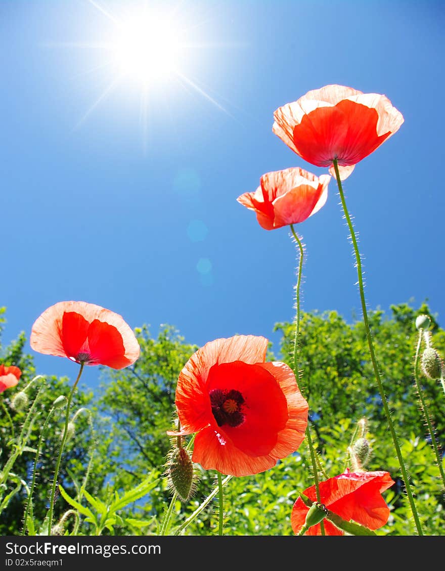 Poppy flowers on the sky