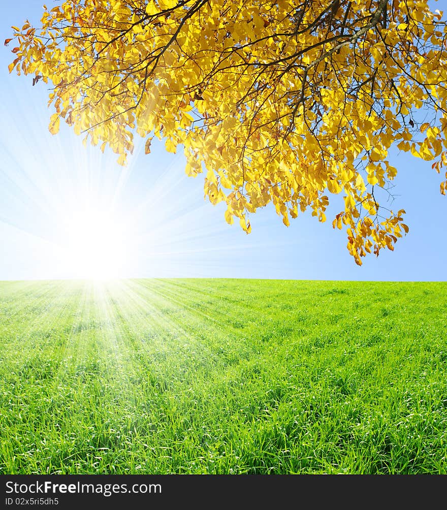 Autumn tree on the field