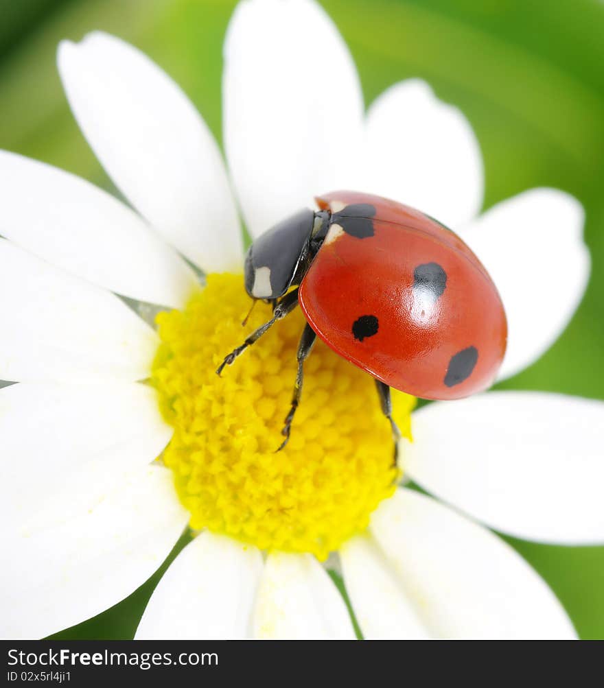 The ladybug sits on a flower petal