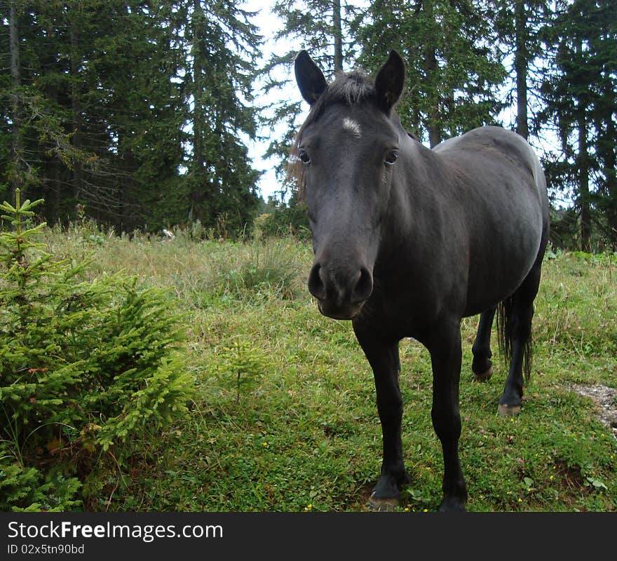 Black horse in mountain forest