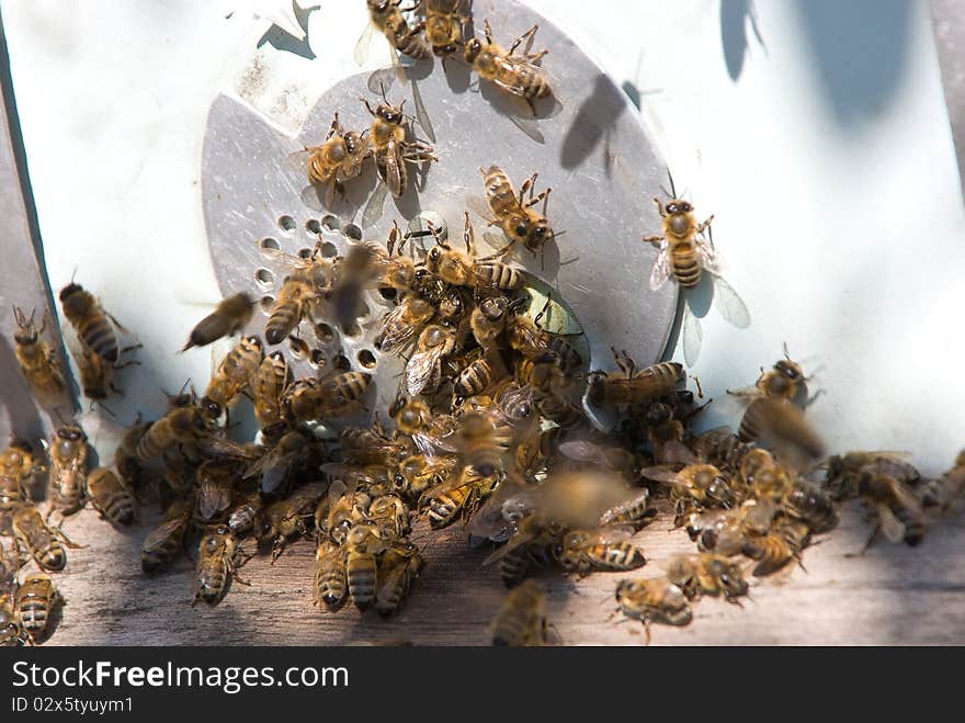 Accumulated at an input in a beehive of a bee. Accumulated at an input in a beehive of a bee