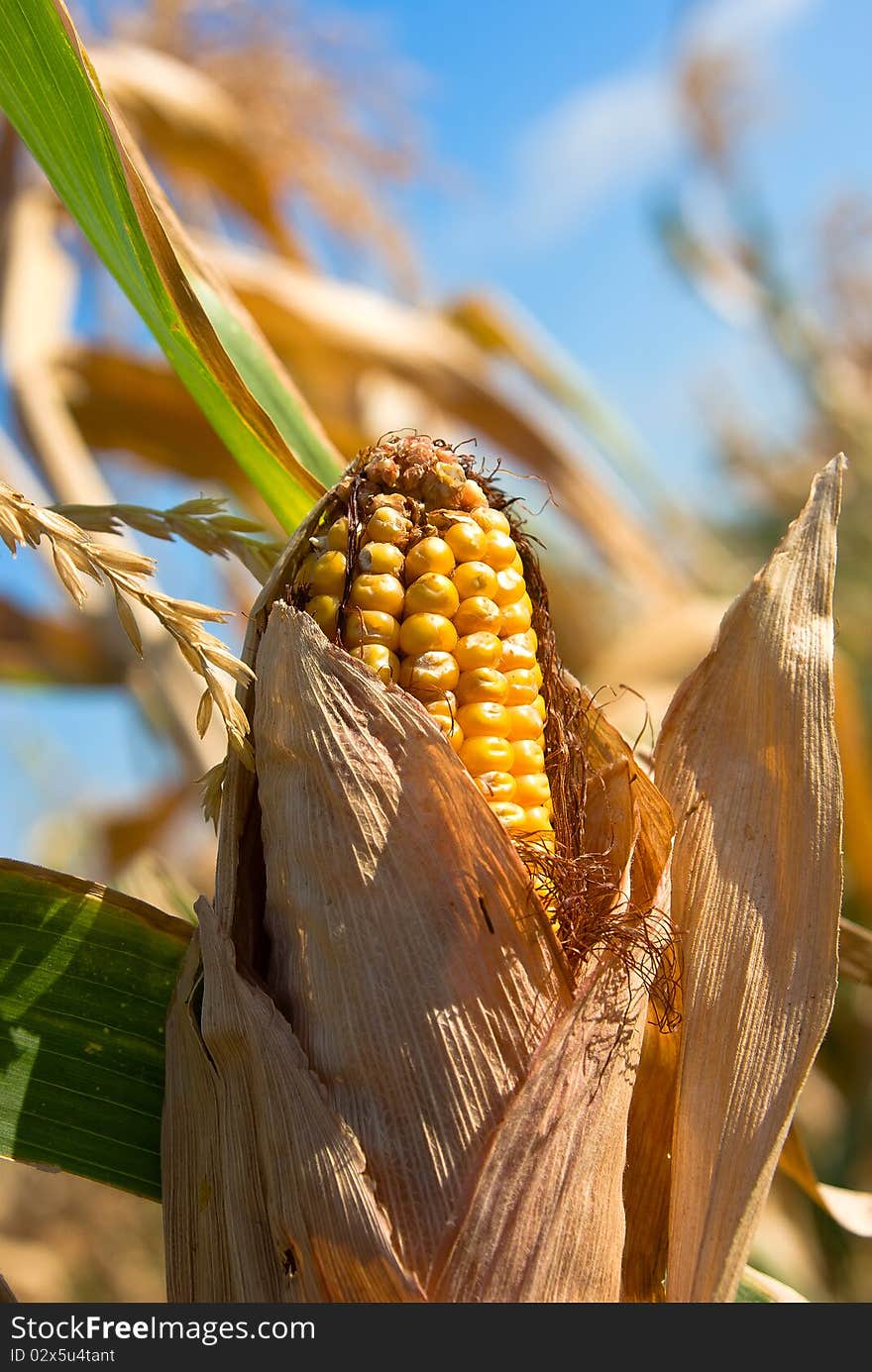 The corn which has kept up in planting. The corn which has kept up in planting