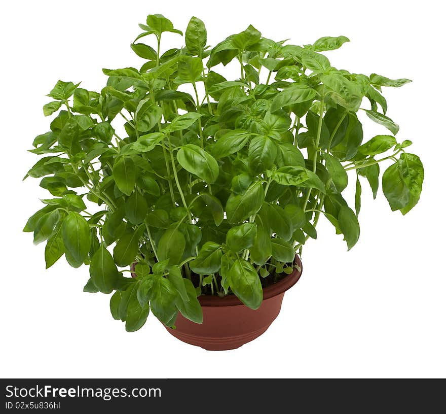 Basil, fresh herbs growing in pot against white background