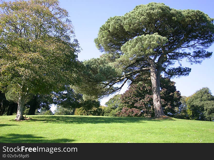 Evergreen tress found in mount edgecumbe in cornwall. Evergreen tress found in mount edgecumbe in cornwall