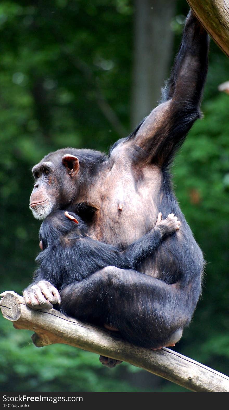 Monkey in a tree with its baby. Monkey in a tree with its baby