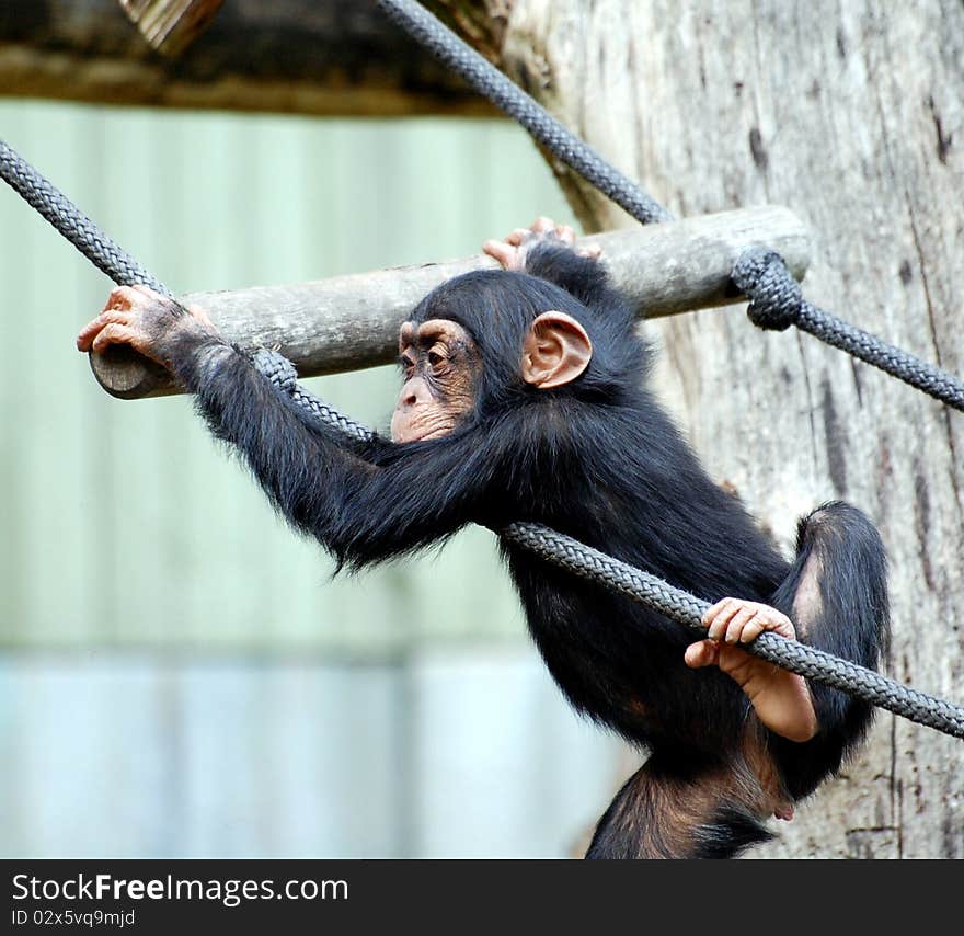 Cute monkey teen climbing around in the zoo