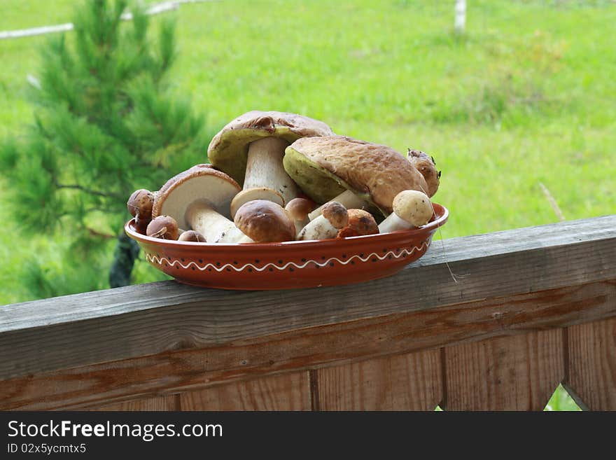 Delicatessen russian white mushrooms on the dish