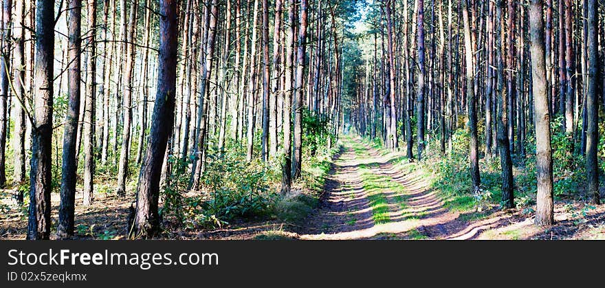 Sunlight in the green forest, summer time