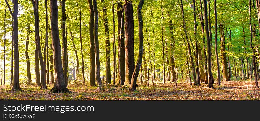 Sunlight in the green forest, summer time