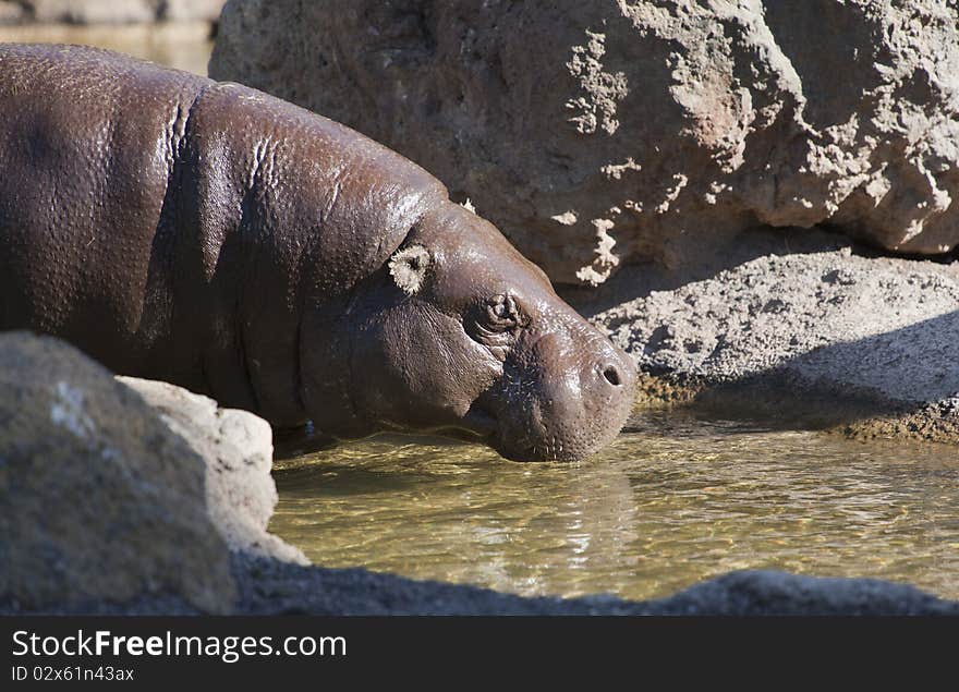 Hippopotamus