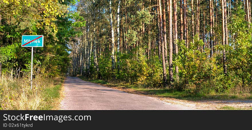 Sunlight in the green forest, summer time