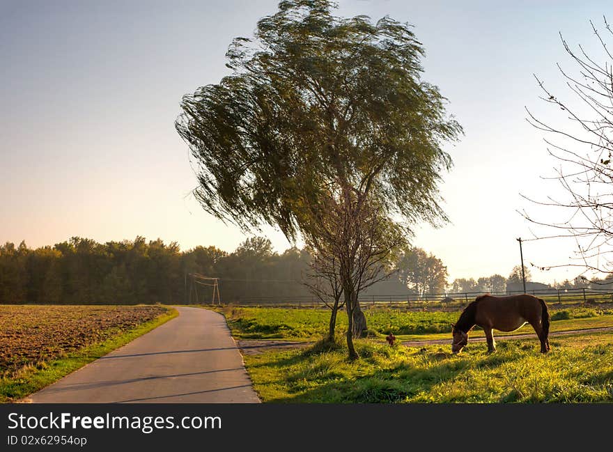 Beautiful Horse in a Green Meadow in sunny day