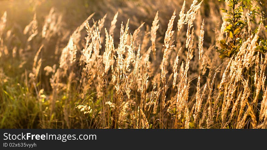 Plants for natural background,
fluffy wild plant grouped in sunny day