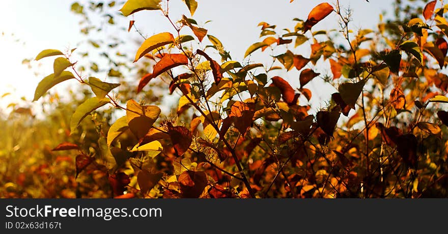 Plants for natural background, fluffy wild plant grouped in sunny day