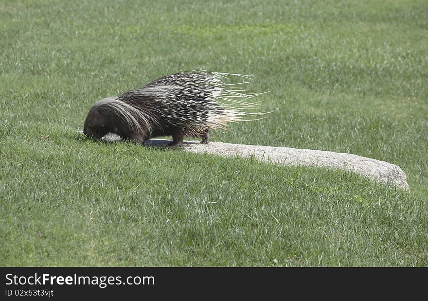 Porcupine running around in the grass