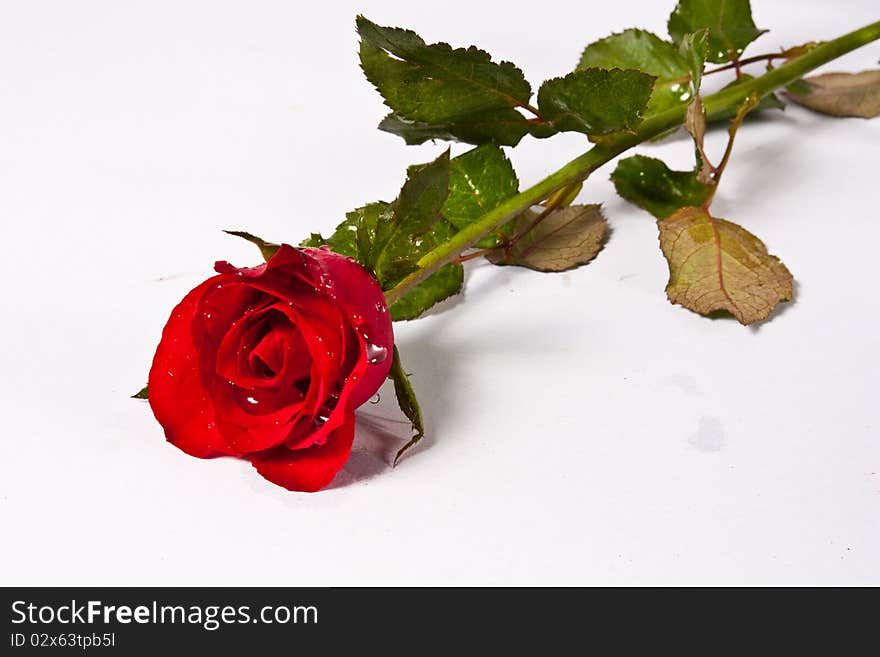 Rose On White Background