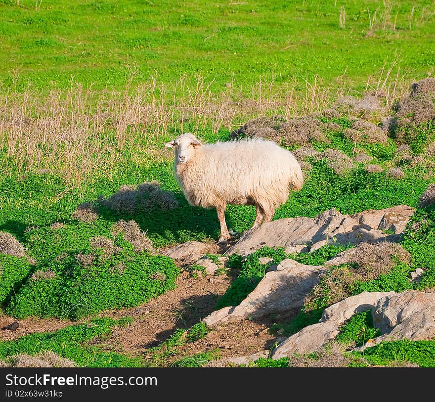 Ram on a rock in the middle of green meadows