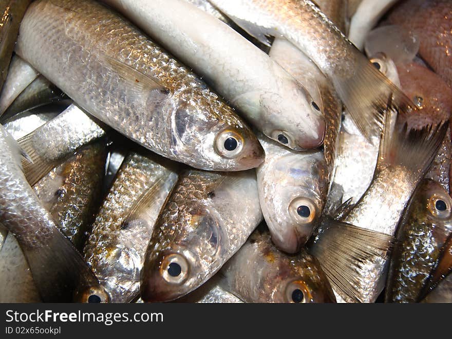 Marine fish, marine fish from the sea salvage back, very fresh; now lying in the market, waiting for people to purchase. Fish, is that people particularly like to eat marine life.