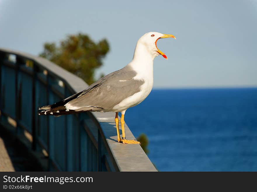 Seagull with open beak on a railing. Seagull with open beak on a railing