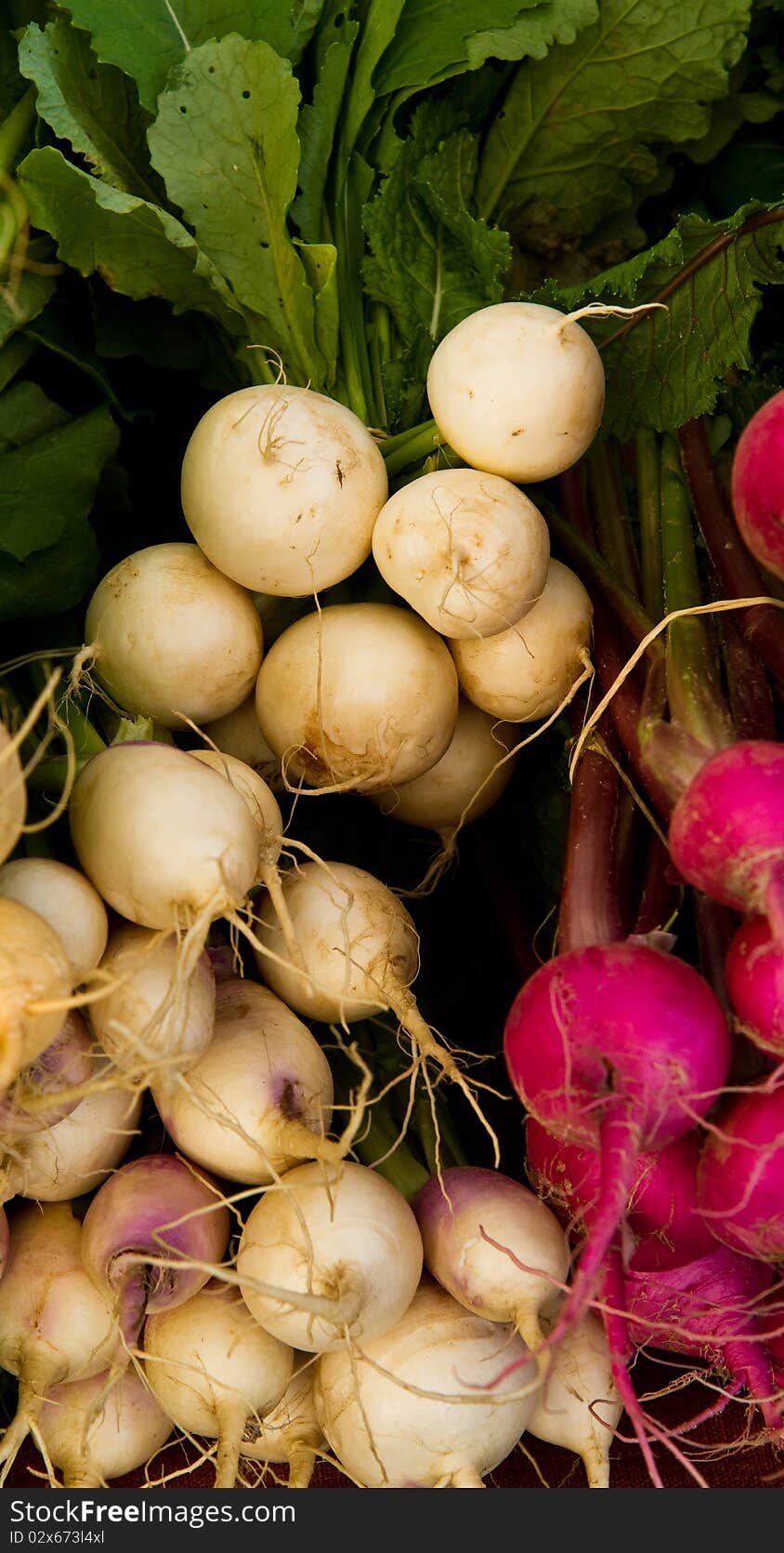 Turnip variety