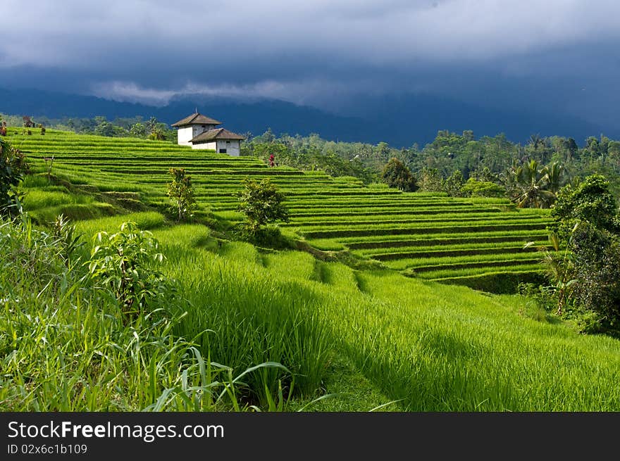 Luxuriant Rice Fields