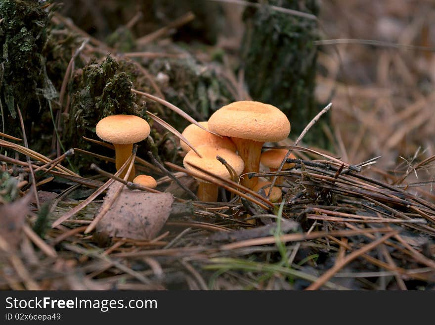 Mushroom chanterelle