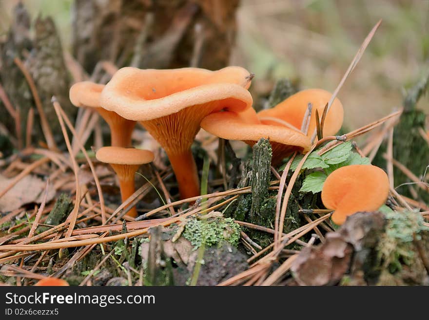 Mushroom chanterelle