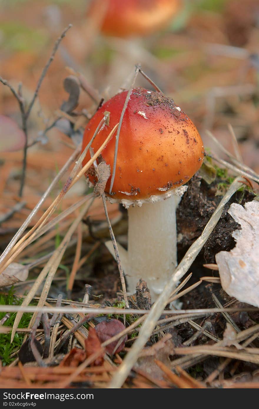 Mushroom fly agaric