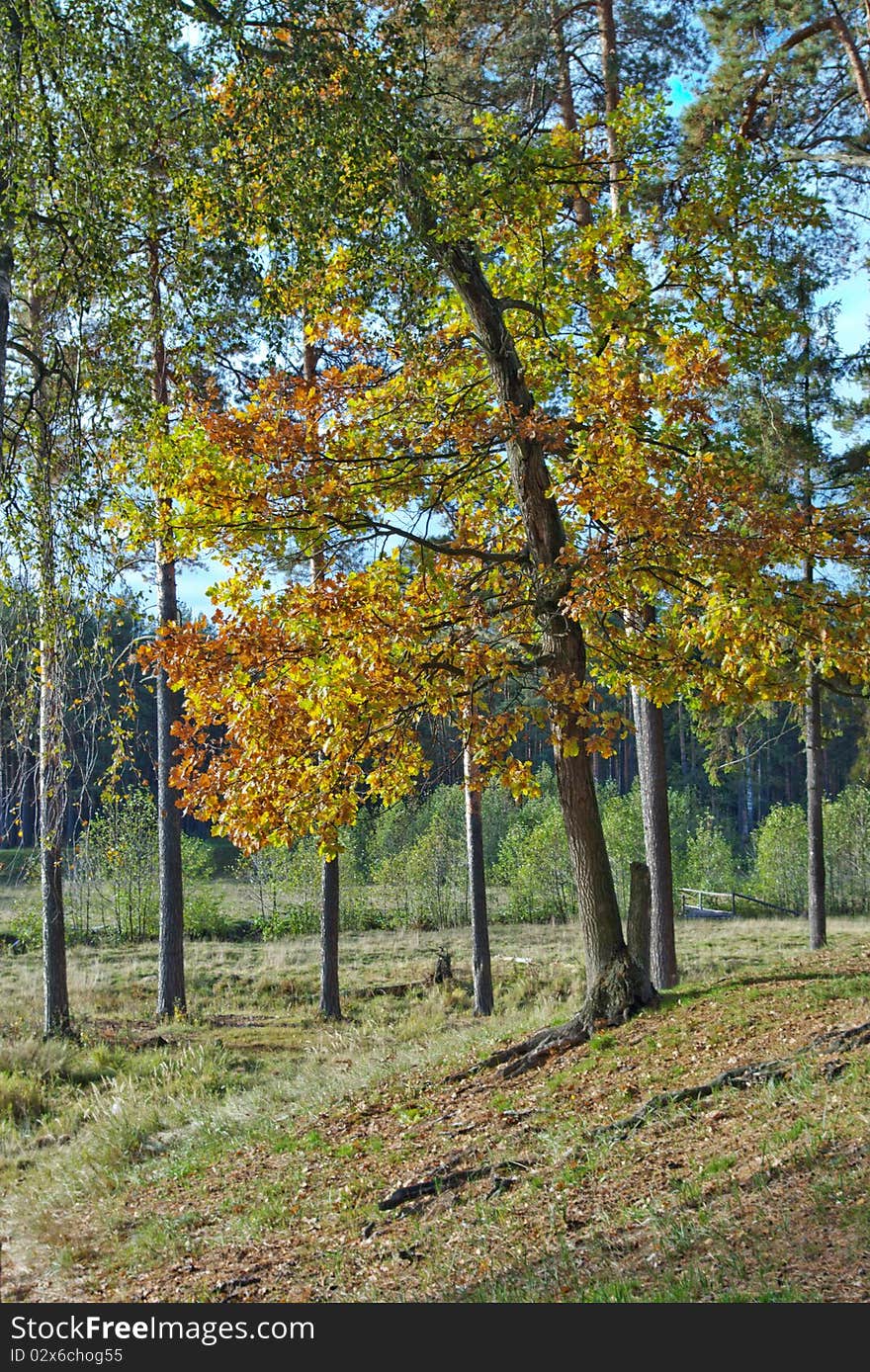 Autumn lone oak tree in the woods. Autumn lone oak tree in the woods