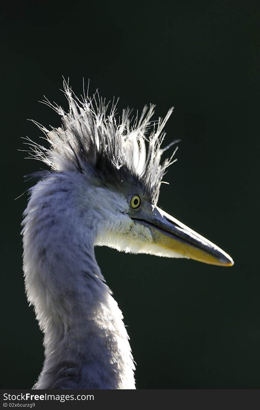 Grey Heron Portrait