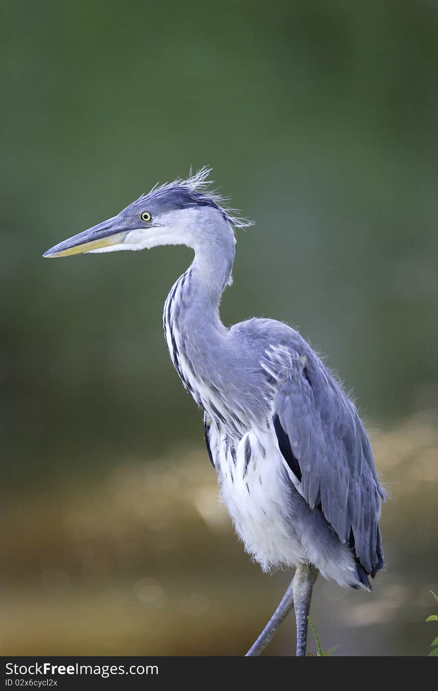 Portrait of yong grey heron. Portrait of yong grey heron