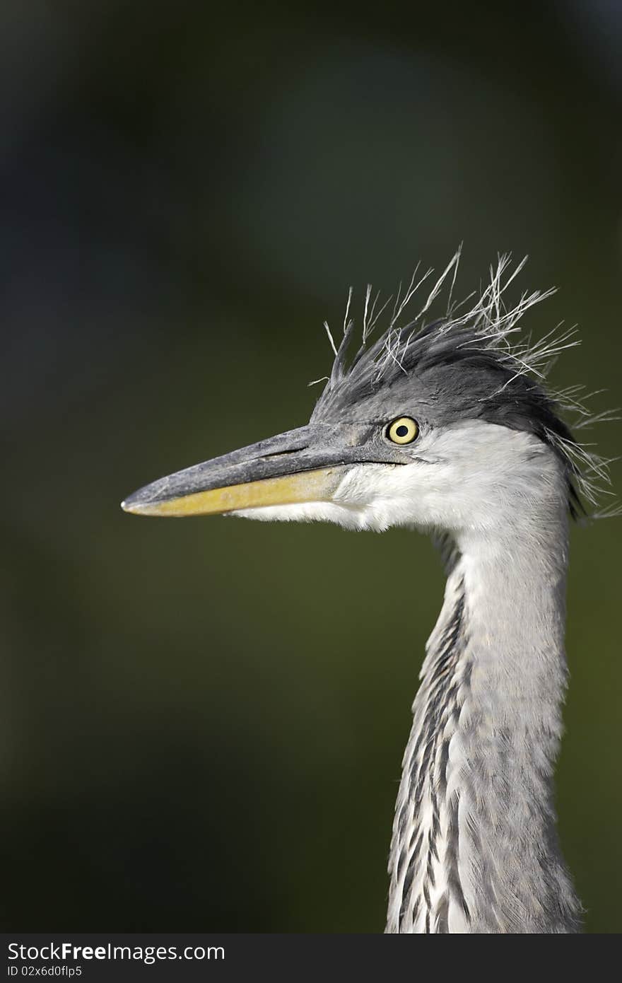 Grey Heron closeup