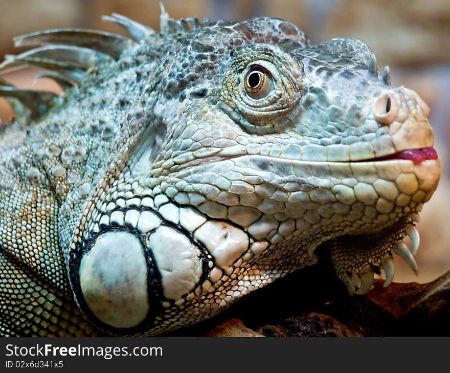 Iguana shot at close up range