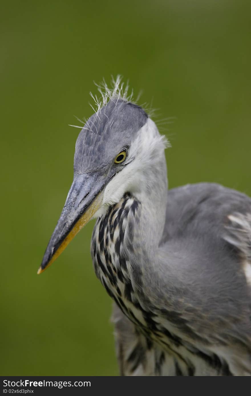 Grey Heron closeup