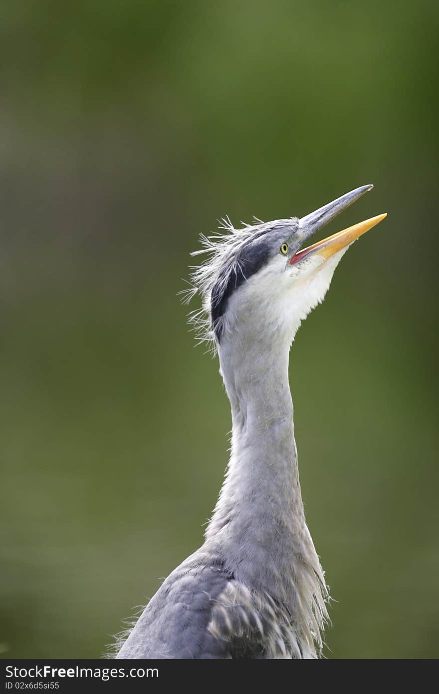 Grey Heron yawn