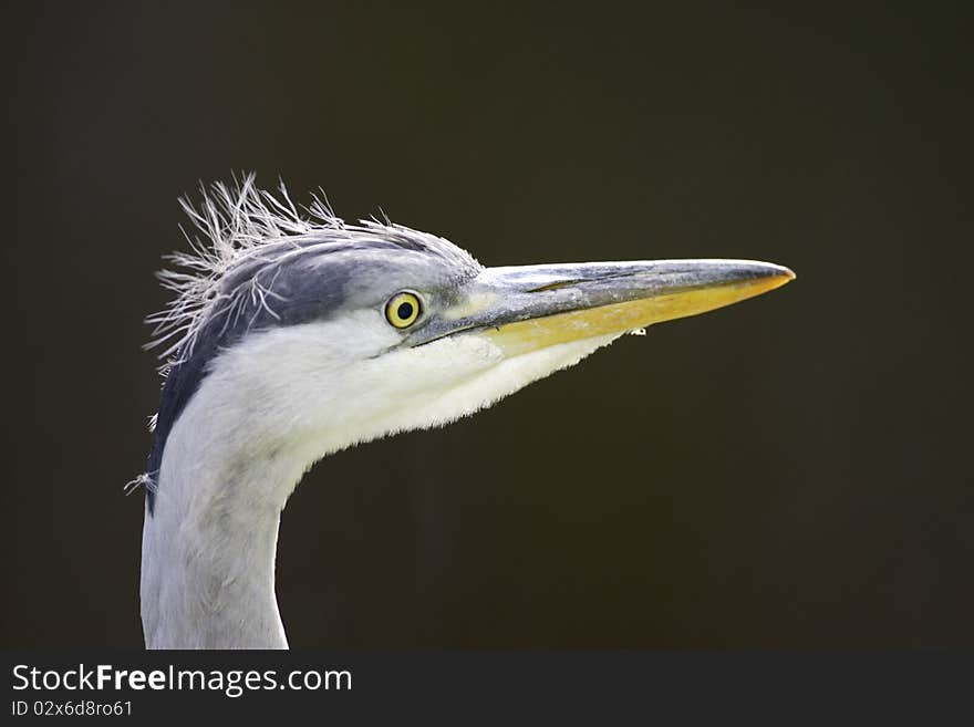 Grey Heron closeup