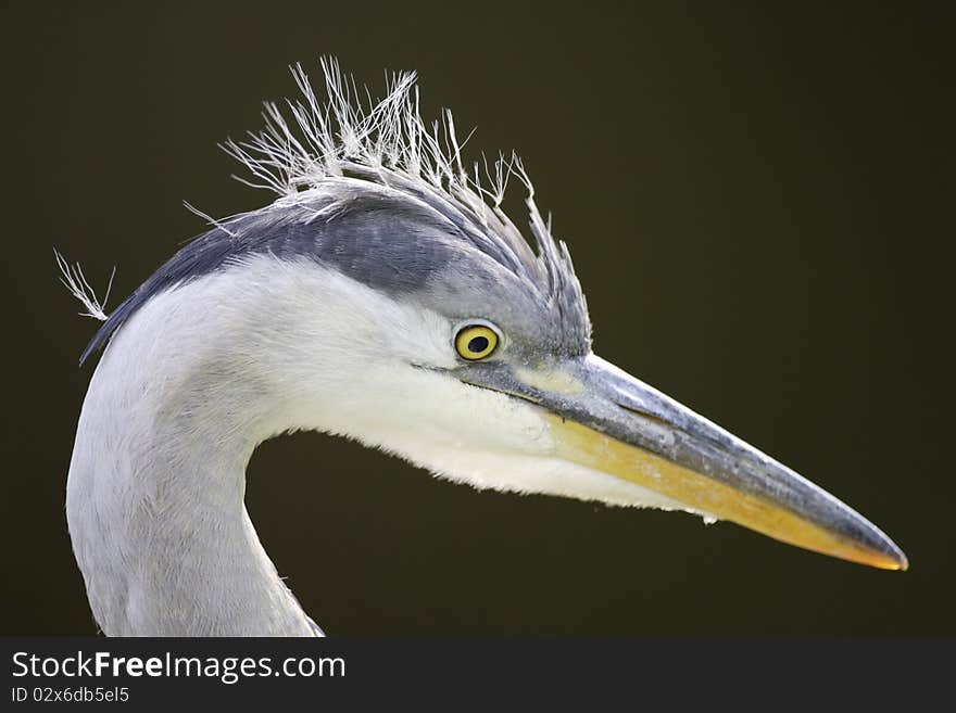 Grey Heron closeup