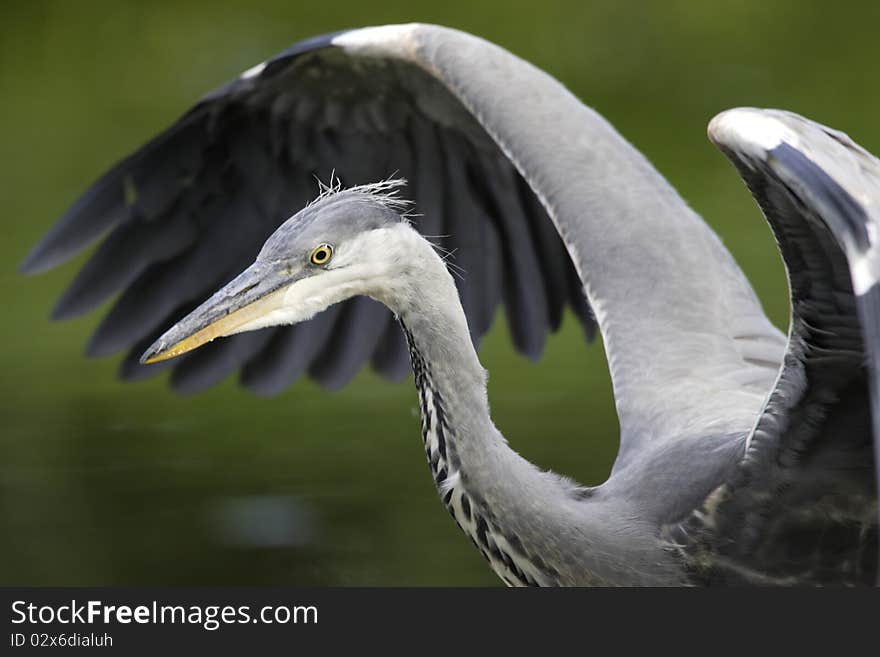 Grey heron wingstrech in the pond