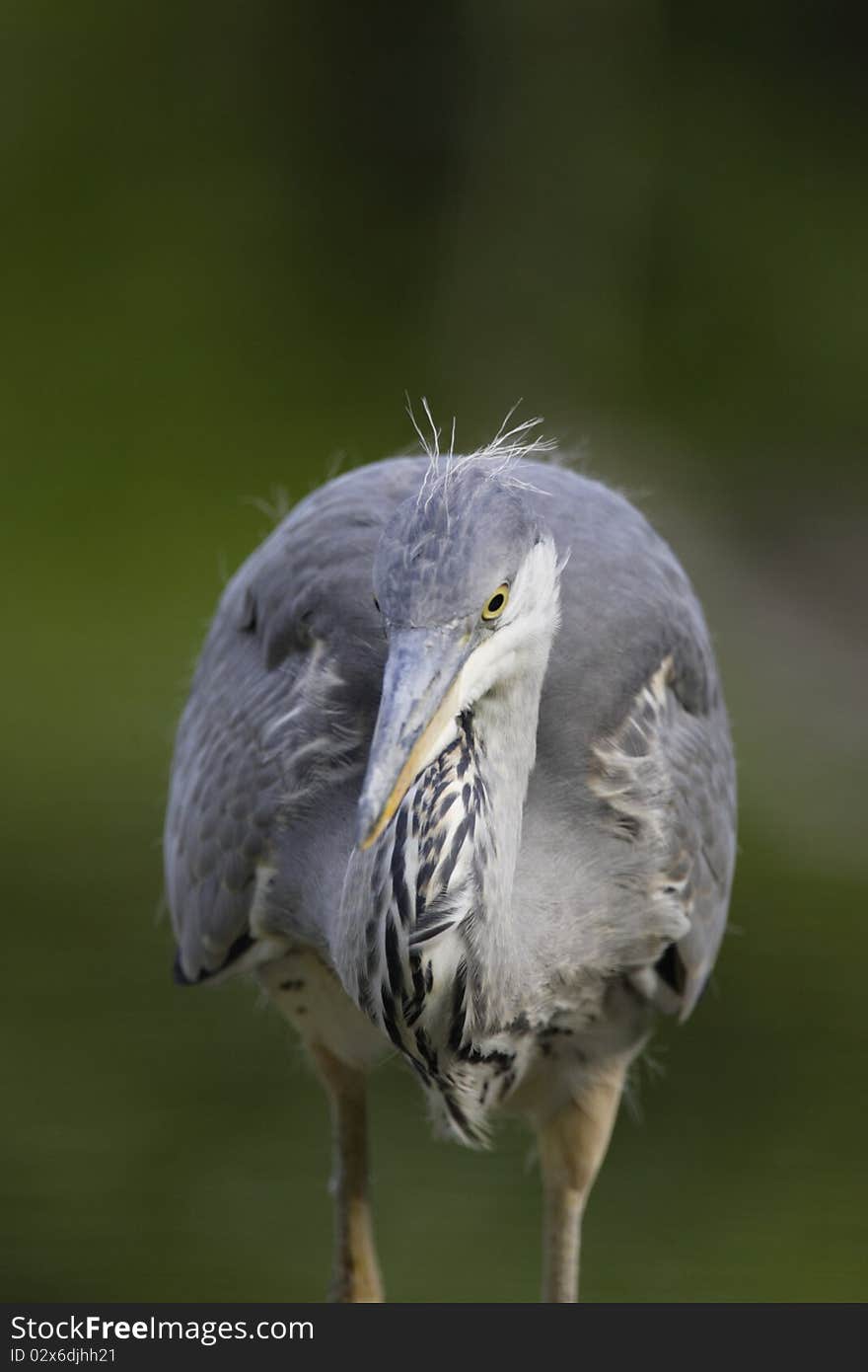 Grey Heron Portrait