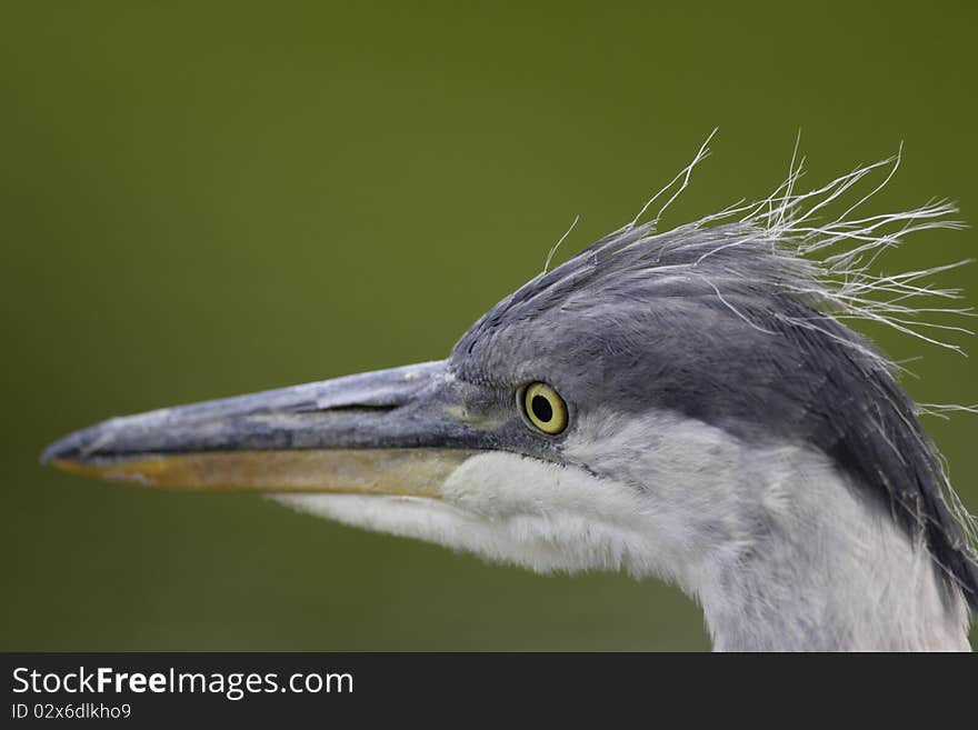 Grey Heron portrait