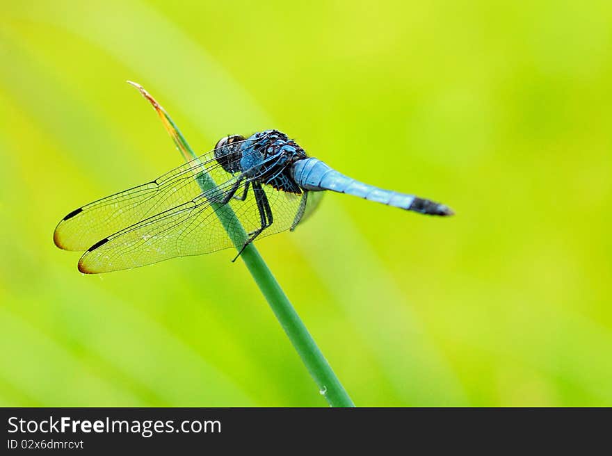 A closeup of a blue dragonfly with bright neon background. A closeup of a blue dragonfly with bright neon background