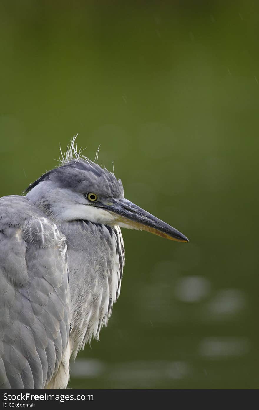 Yong Grey heron closeup in the pond. Yong Grey heron closeup in the pond