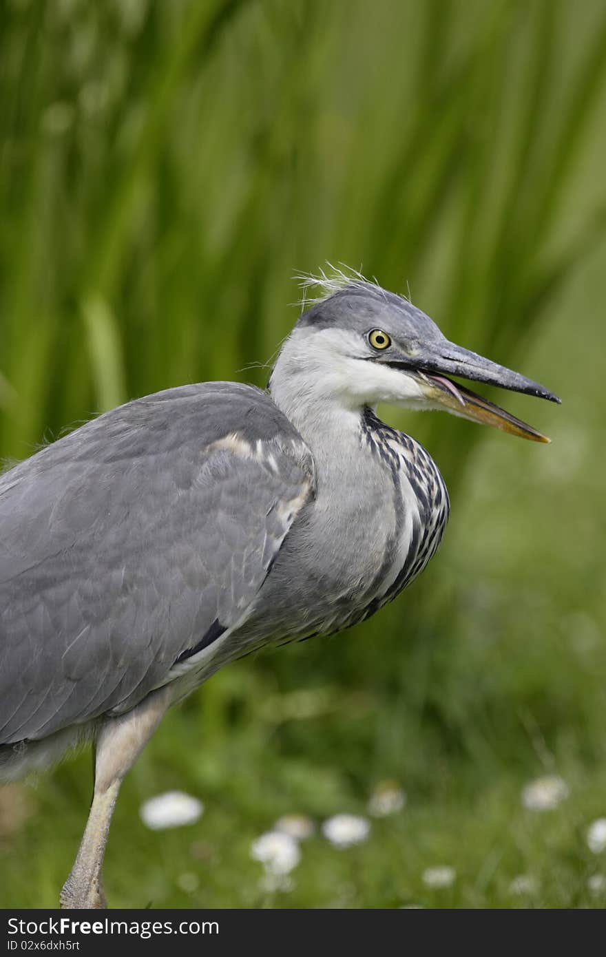 Grey Heron