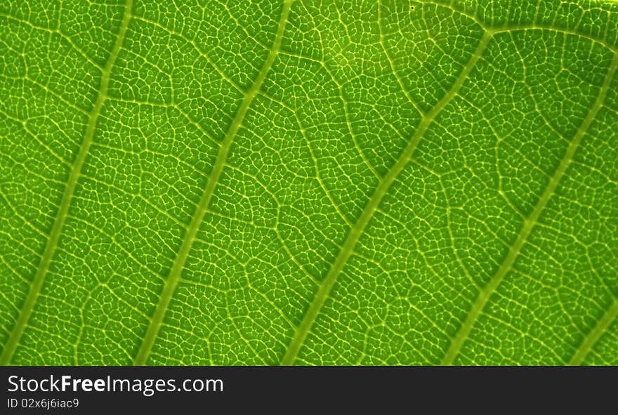 A green leaf background with lines