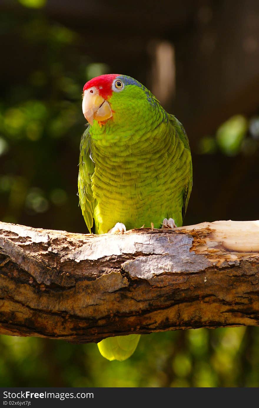 Green Parakeet bird on tree branch