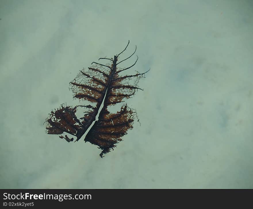 Floating leaf decay on the water