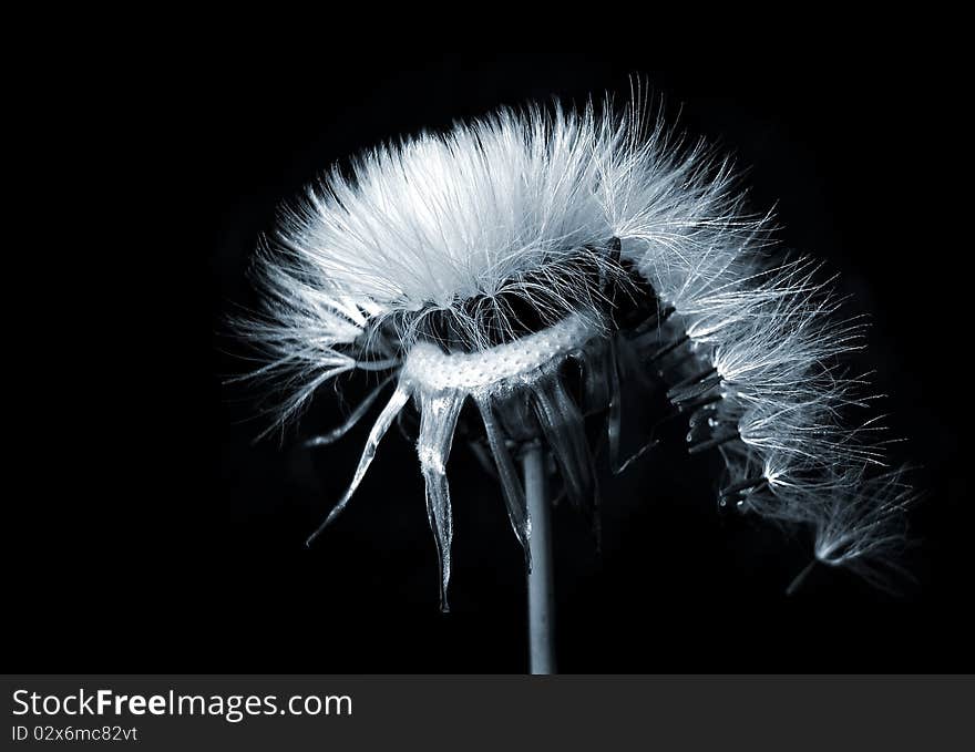 Withered dandelion on a black background. Withered dandelion on a black background