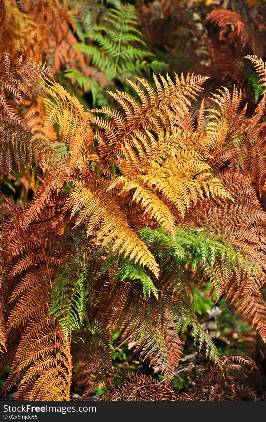 Golden and green ferns in autumn in forest