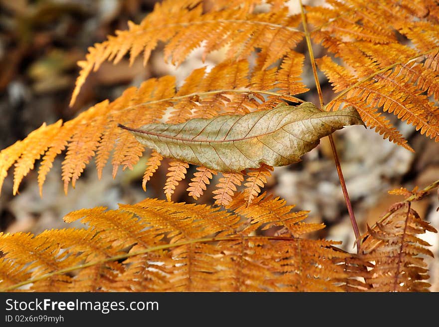 Fallen Leaf On A Golden Fern In Autumn