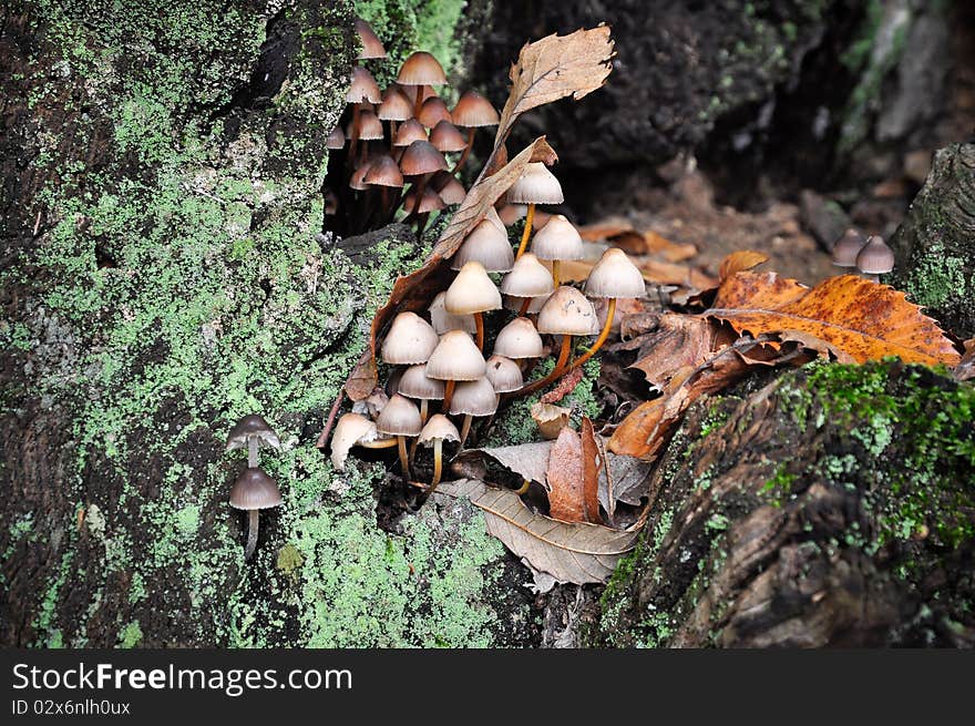 Autumnal forest mushroom